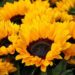 ¿Por qué se regalan flores amarillas el 21 de marzo? Origen de la tradición y significado