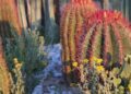 Cabuche, la flor del desierto potosino que es un manjar en la Cuaresma