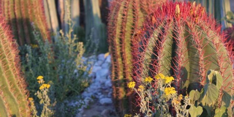 Cabuche, la flor del desierto potosino que es un manjar en la Cuaresma