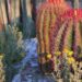Cabuche, la flor del desierto potosino que es un manjar en la Cuaresma
