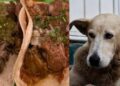 No hay norma que prohíba el consumo de carne de perro u otras animales: Secretario de Salud