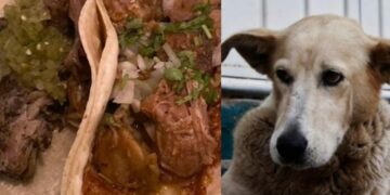 No hay norma que prohíba el consumo de carne de perro u otras animales: Secretario de Salud