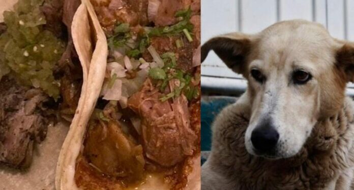 No hay norma que prohíba el consumo de carne de perro u otras animales: Secretario de Salud