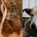 No hay norma que prohíba el consumo de carne de perro u otras animales: Secretario de Salud
