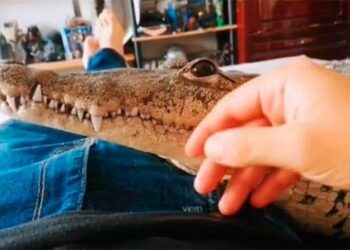 VIDEO: Potosino sorprende por tener un cocodrilo de mascota