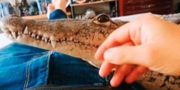 VIDEO: Potosino sorprende por tener un cocodrilo de mascota