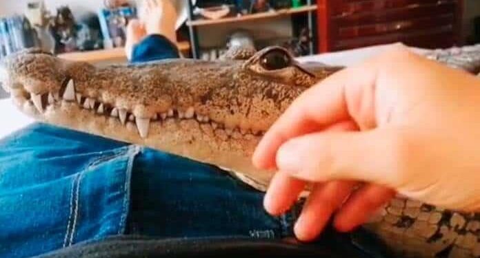 VIDEO: Potosino sorprende por tener un cocodrilo de mascota