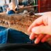 VIDEO: Potosino sorprende por tener un cocodrilo de mascota