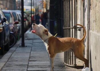 Cobach da de baja a alumno que participó arrollando a un perrito en SLP