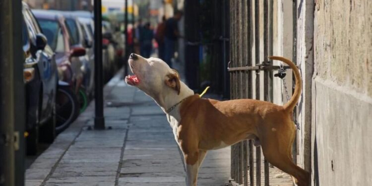 Cobach da de baja a alumno que participó arrollando a un perrito en SLP