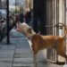 Cobach da de baja a alumno que participó arrollando a un perrito en SLP
