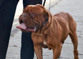Regresará a San Luis Potosí el Festival para perritos Dog Friendly