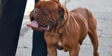 Regresará a San Luis Potosí el Festival para perritos Dog Friendly