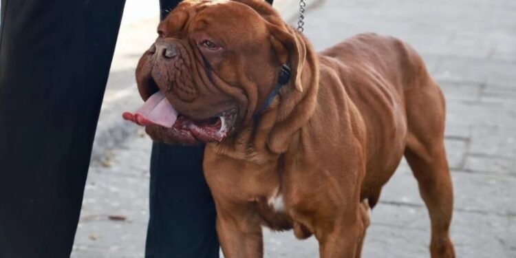 Regresará a San Luis Potosí el Festival para perritos Dog Friendly