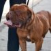 Regresará a San Luis Potosí el Festival para perritos Dog Friendly