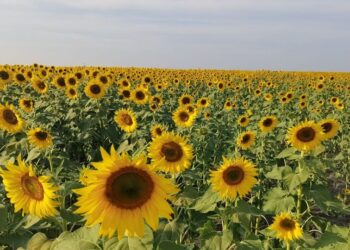 Abren segunda temporada de visitas para campo de girasoles en la Huasteca