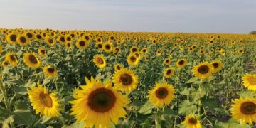 Abren segunda temporada de visitas para campo de girasoles en la Huasteca
