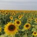 Abren segunda temporada de visitas para campo de girasoles en la Huasteca