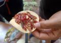 Insectos, el manjar que producen las tierras desérticas del Altiplano potosino