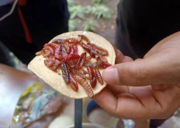 Insectos, el manjar que producen las tierras desérticas del Altiplano potosino