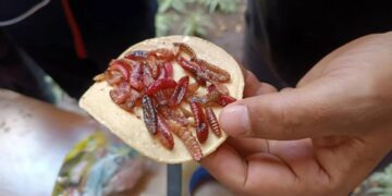 Insectos, el manjar que producen las tierras desérticas del Altiplano potosino