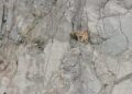 VIDEO: Rescatan a lomito atrapado en un cerro de la Cañada del Lobo