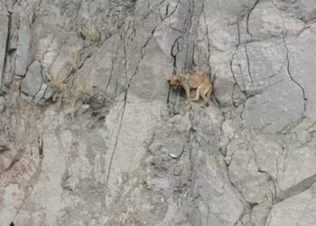 VIDEO: Rescatan a lomito atrapado en un cerro de la Cañada del Lobo