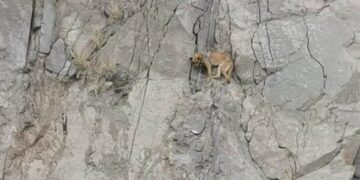 VIDEO: Rescatan a lomito atrapado en un cerro de la Cañada del Lobo