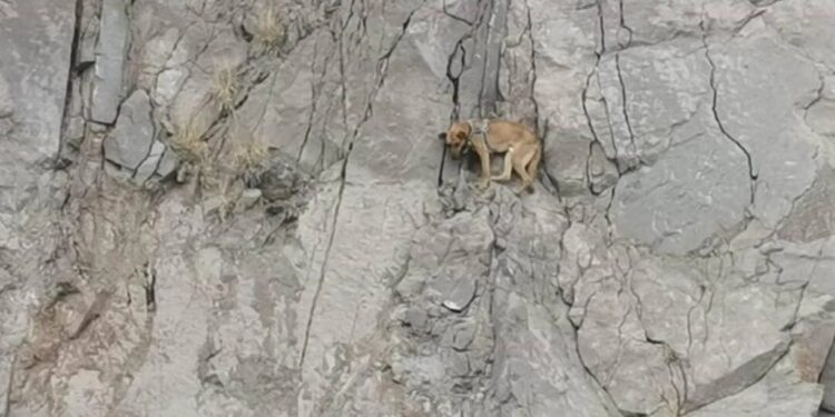 VIDEO: Rescatan a lomito atrapado en un cerro de la Cañada del Lobo