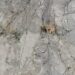 VIDEO: Rescatan a lomito atrapado en un cerro de la Cañada del Lobo