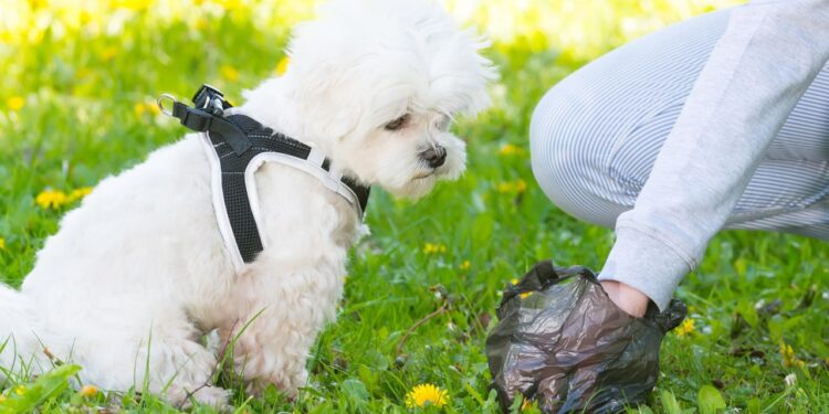 Esta es la multa que pagarías en SLP, si no levantas los desechos de tu mascota
