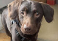 Esta es la historia del primer perro diagnosticado con “alcoholismo”