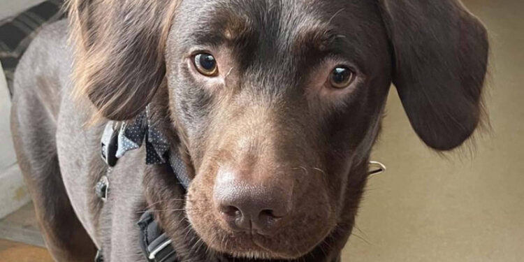 Esta es la historia del primer perro diagnosticado con “alcoholismo”