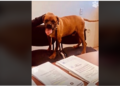VIDEO: ¡El Chato hace historia! Es el primer perrito en participar en audiencia contra su cuidadora