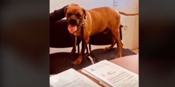 VIDEO: ¡El Chato hace historia! Es el primer perrito en participar en audiencia contra su cuidadora