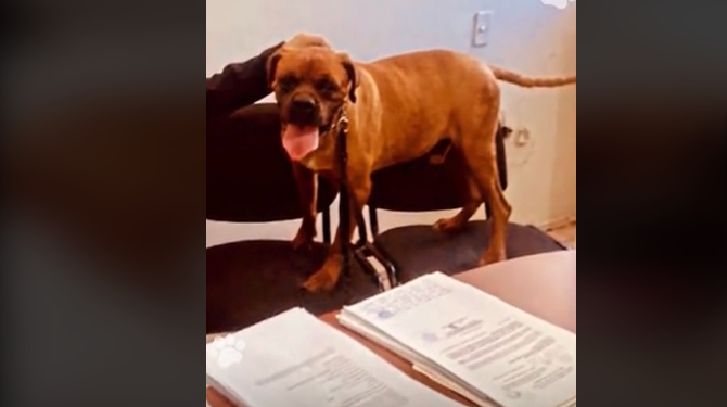 VIDEO: ¡El Chato hace historia! Es el primer perrito en participar en audiencia contra su cuidadora