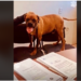 VIDEO: ¡El Chato hace historia! Es el primer perrito en participar en audiencia contra su cuidadora
