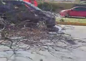 Cae árbol encima de un auto en la avenida Chapultepec