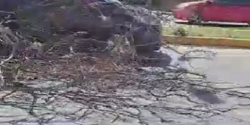 Cae árbol encima de un auto en la avenida Chapultepec
