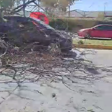 Cae árbol encima de un auto en la avenida Chapultepec