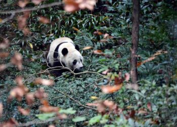 Fallece Lin Hui, el último panda cedido por China que quedaba en Tailandia