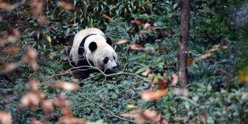 Fallece Lin Hui, el último panda cedido por China que quedaba en Tailandia