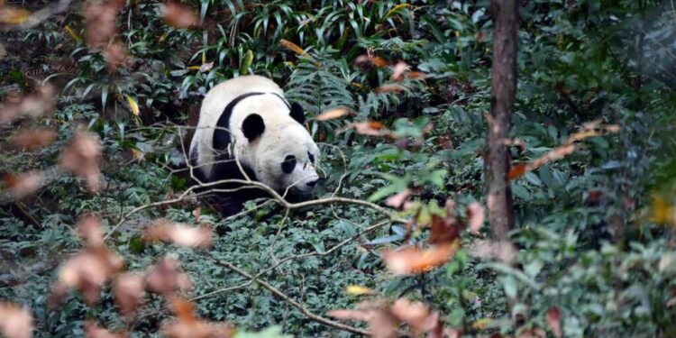 Fallece Lin Hui, el último panda cedido por China que quedaba en Tailandia