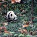 Fallece Lin Hui, el último panda cedido por China que quedaba en Tailandia