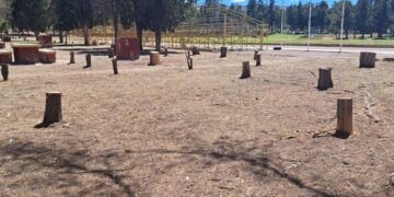 Por plagas se han talado árboles en el Parque Tangamanga I, pero habrá reforestación: Ricardo Gallardo