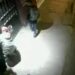 VIDEO: Alertan sobre intento de robo a casas en San Juan de Guadalupe