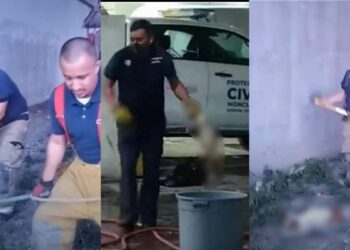 VIDEO: Denuncian penalmente a bomberos que mataron perros a golpes