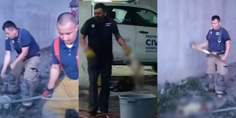 VIDEO: Denuncian penalmente a bomberos que mataron perros a golpes