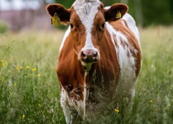Hombre muere aplastado por una vaca que “cayó del cielo” tras ser embestida por un tren