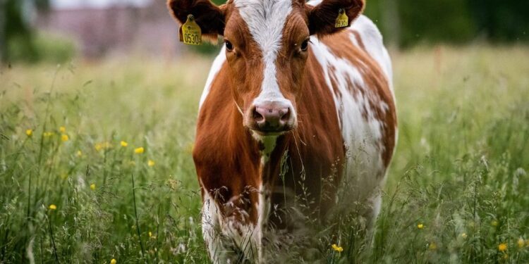 Hombre muere aplastado por una vaca que “cayó del cielo” tras ser embestida por un tren